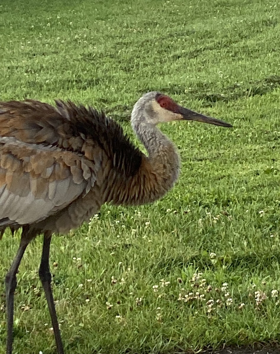 Sandhill Crane - ML638628827