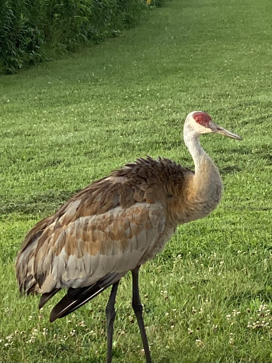 Sandhill Crane - ML638628829