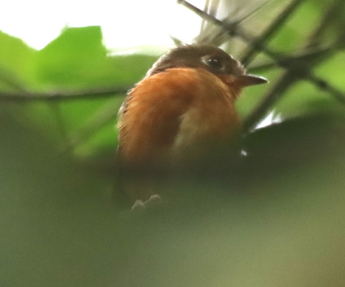 Rusty-breasted Antpitta - ML638628850