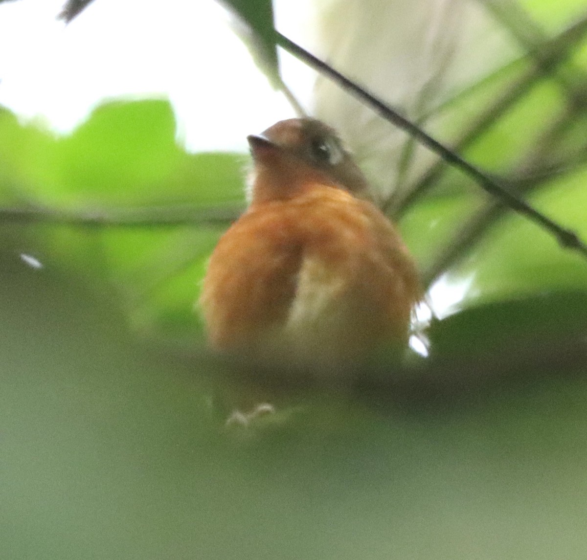 Rusty-breasted Antpitta - ML638628851