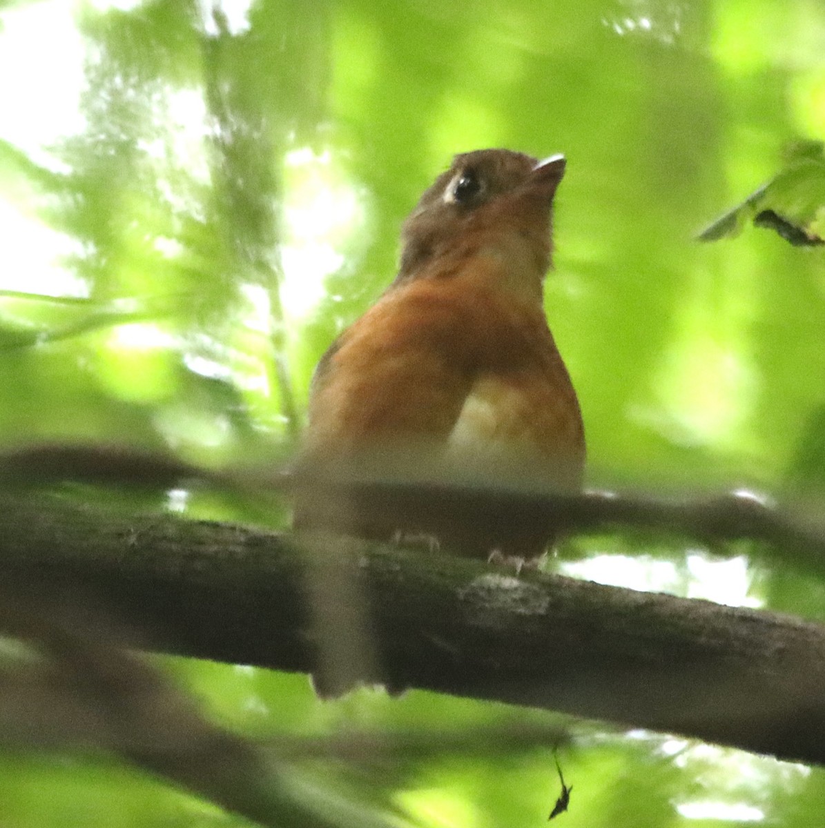 Rusty-breasted Antpitta - ML638628852