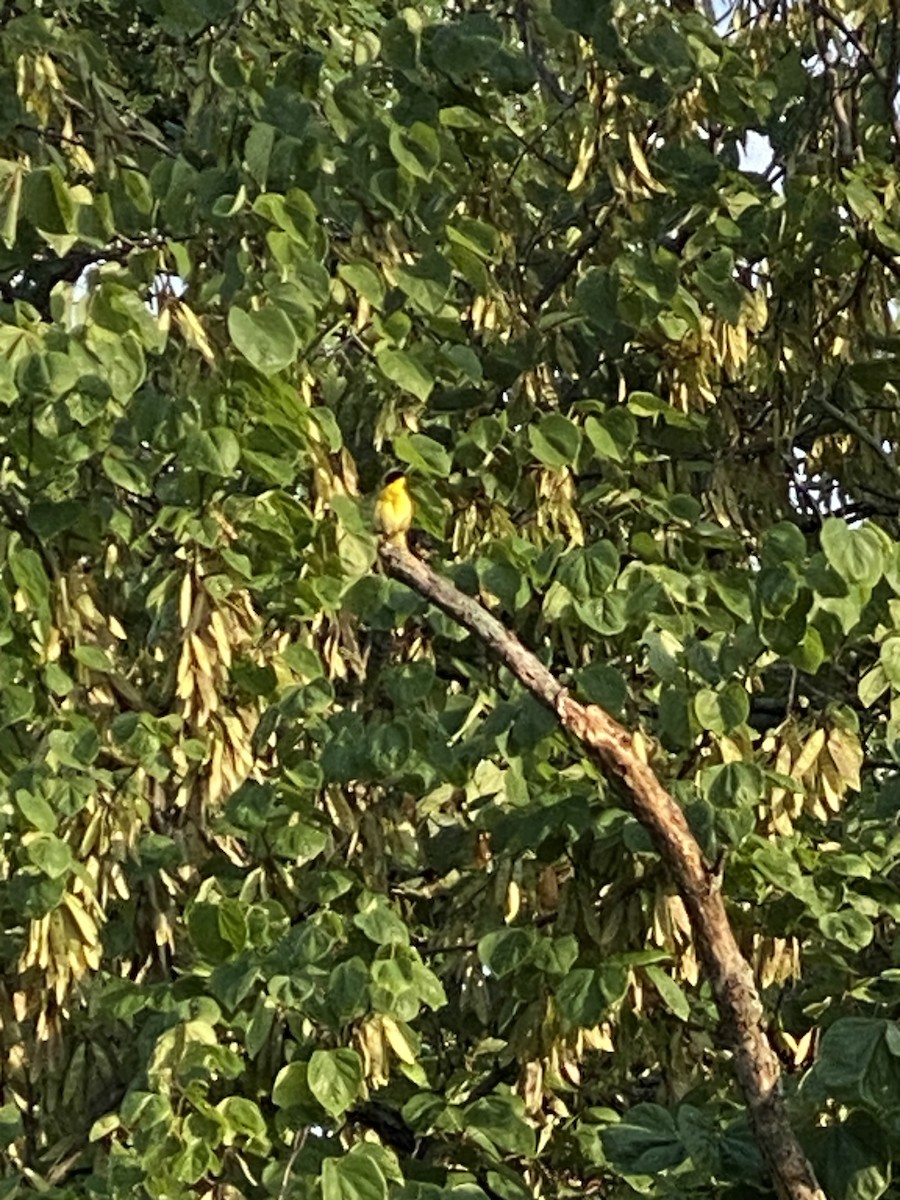 Common Yellowthroat - ML638628882