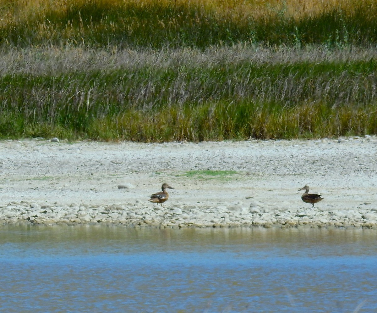Northern Shoveler - ML638628900
