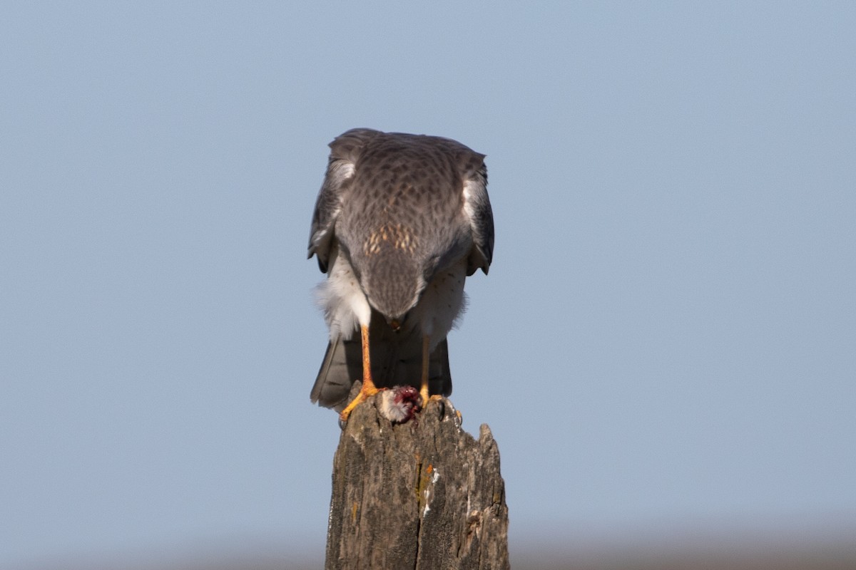 Northern Harrier - ML638628913