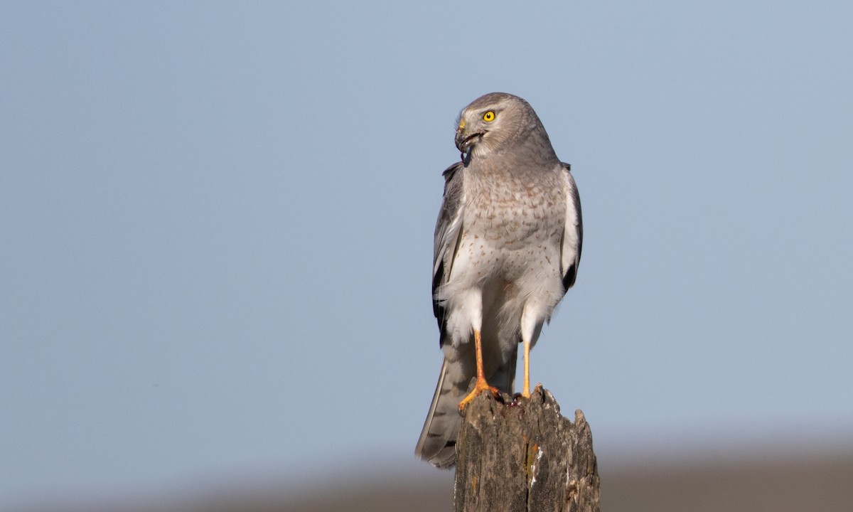 Northern Harrier - ML638628916