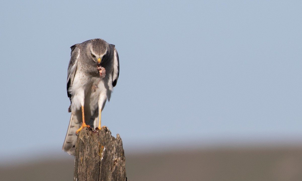 Northern Harrier - ML638628917