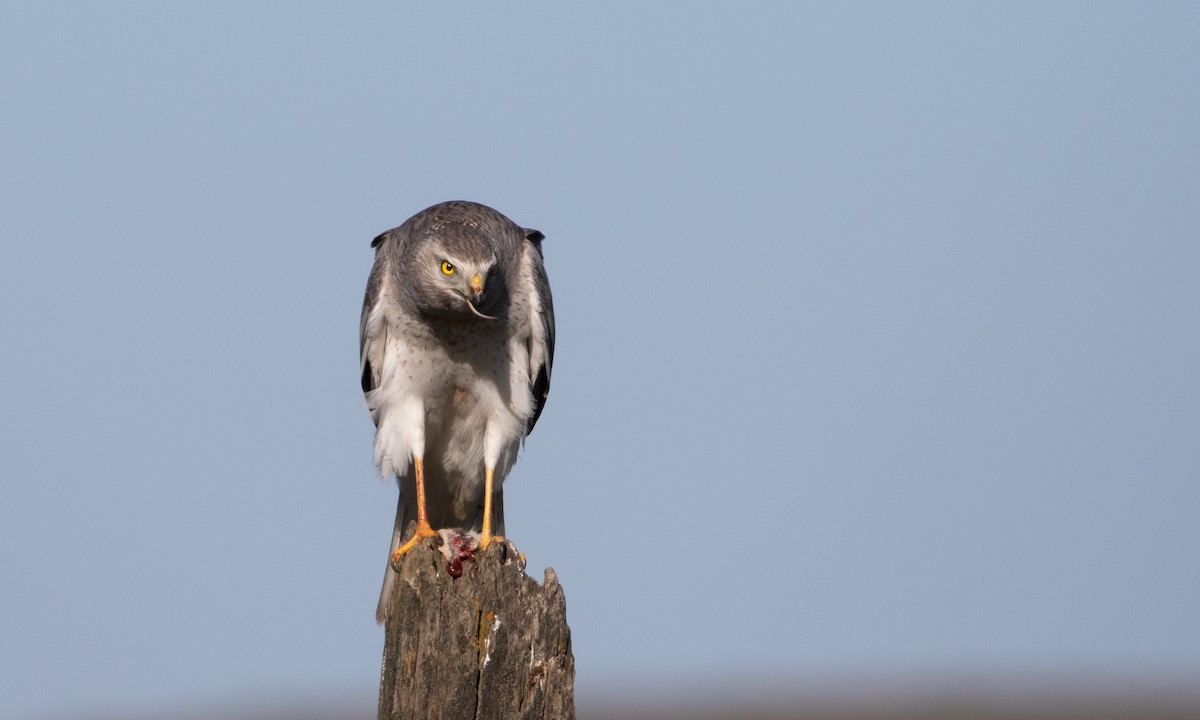 Northern Harrier - ML638628919