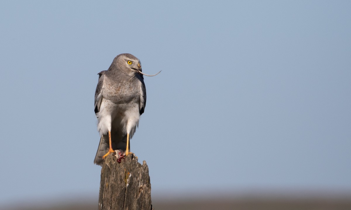 Northern Harrier - ML638628925
