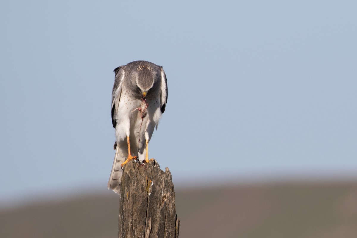 Northern Harrier - ML638628926