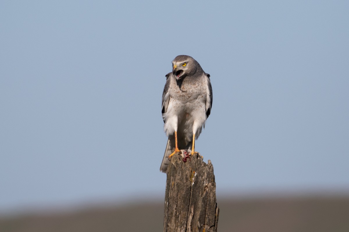 Northern Harrier - ML638628927