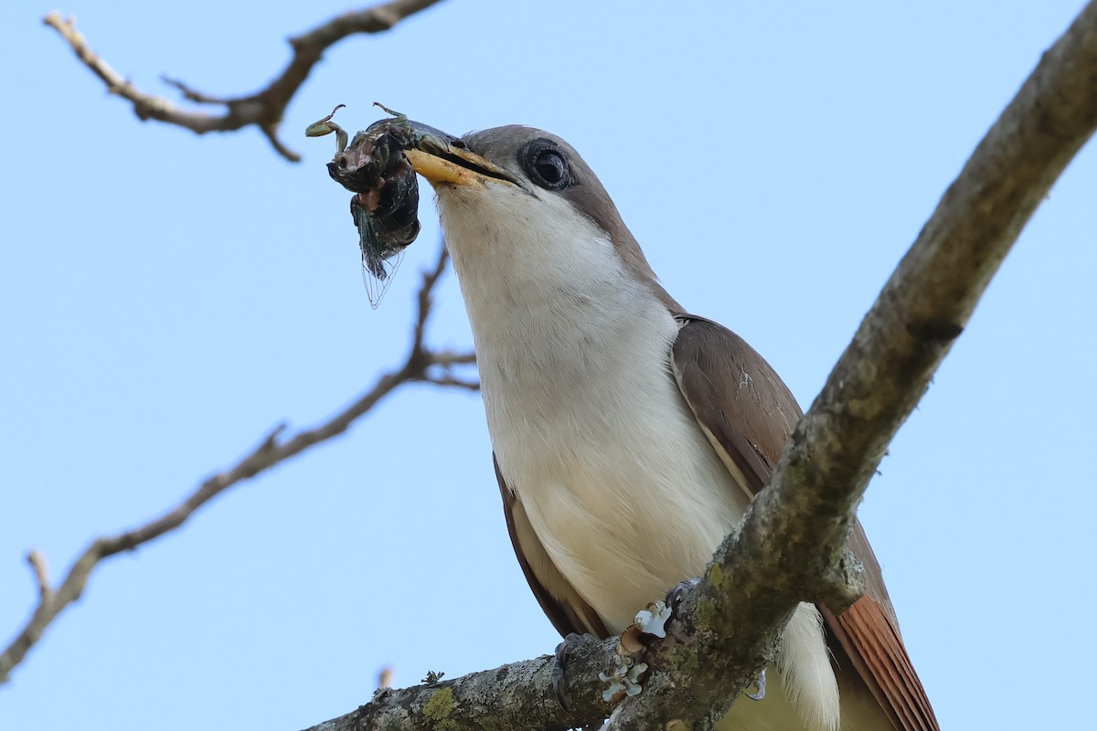 Yellow-billed Cuckoo - ML638628964