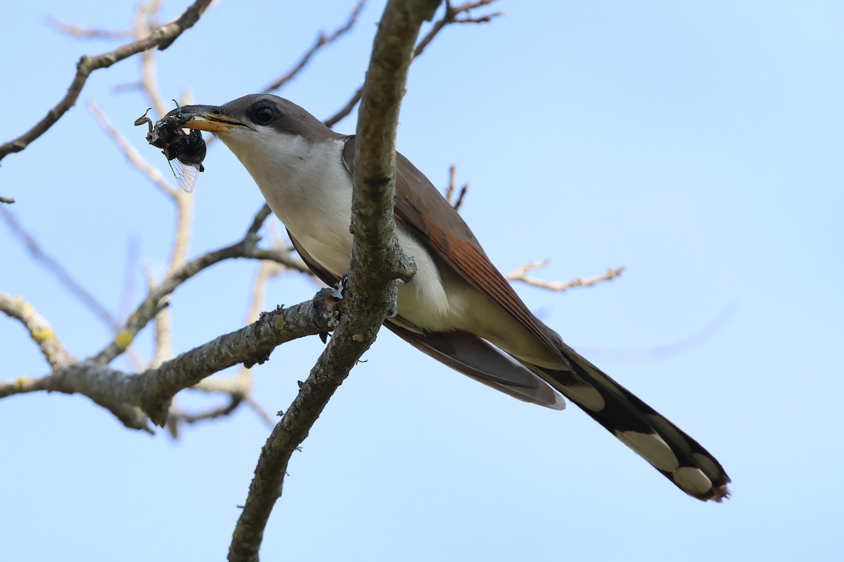 Yellow-billed Cuckoo - ML638628966