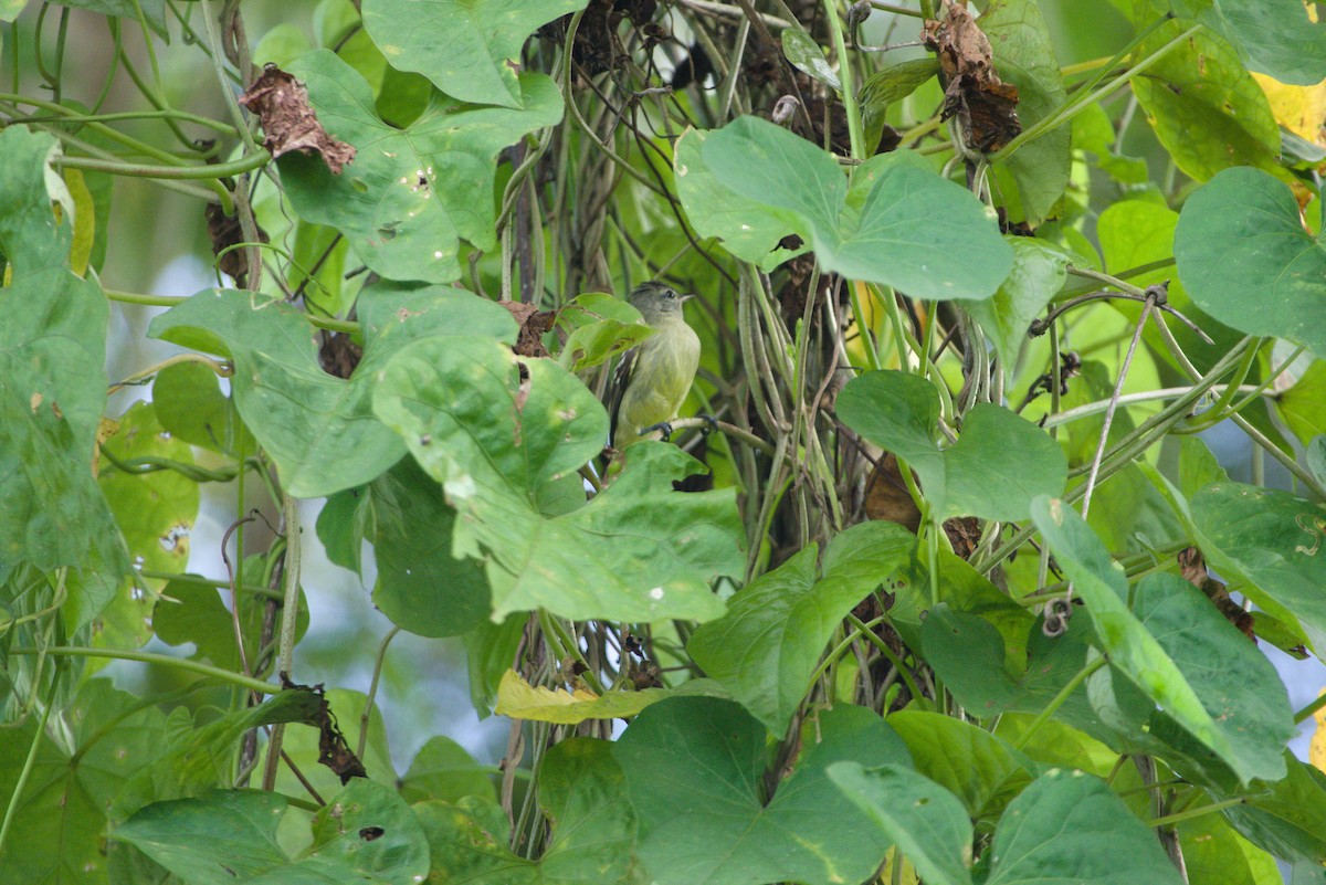 Southern Beardless-Tyrannulet - ML638629059