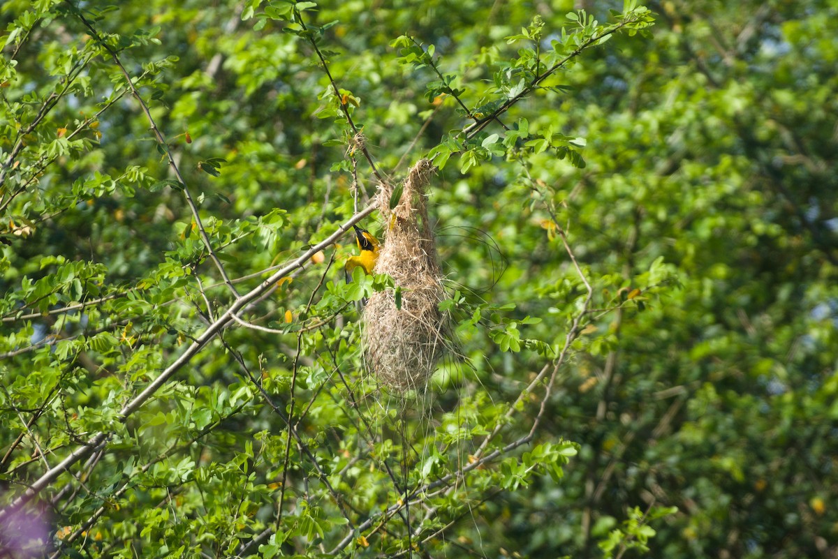 Yellow Oriole - ML638629062