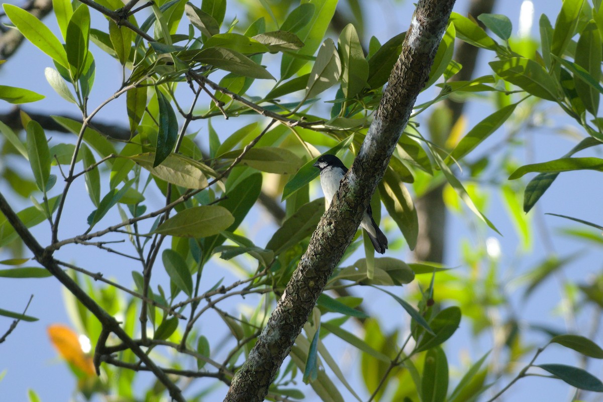 Lesson's Seedeater - ML638629064