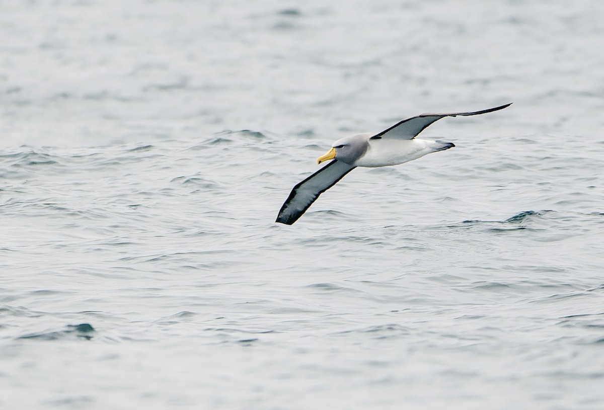 Chatham Albatross - ML638629065