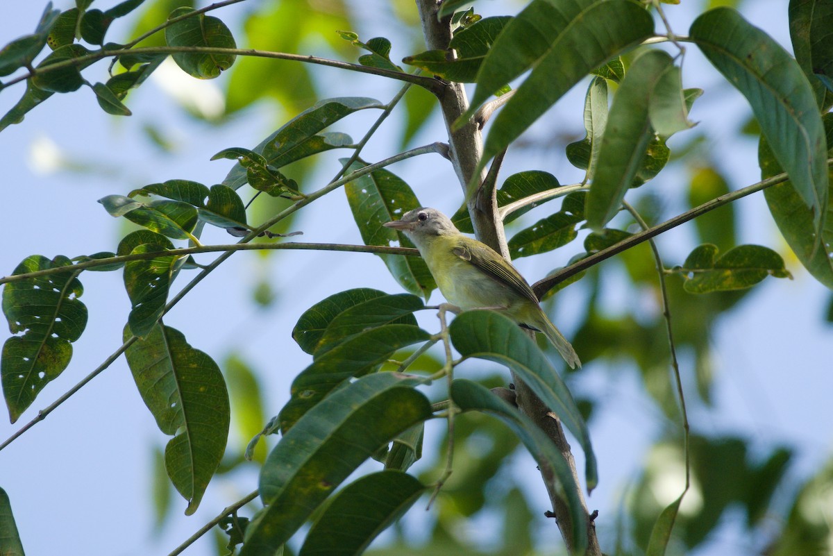 Ashy-headed Greenlet - ML638629068