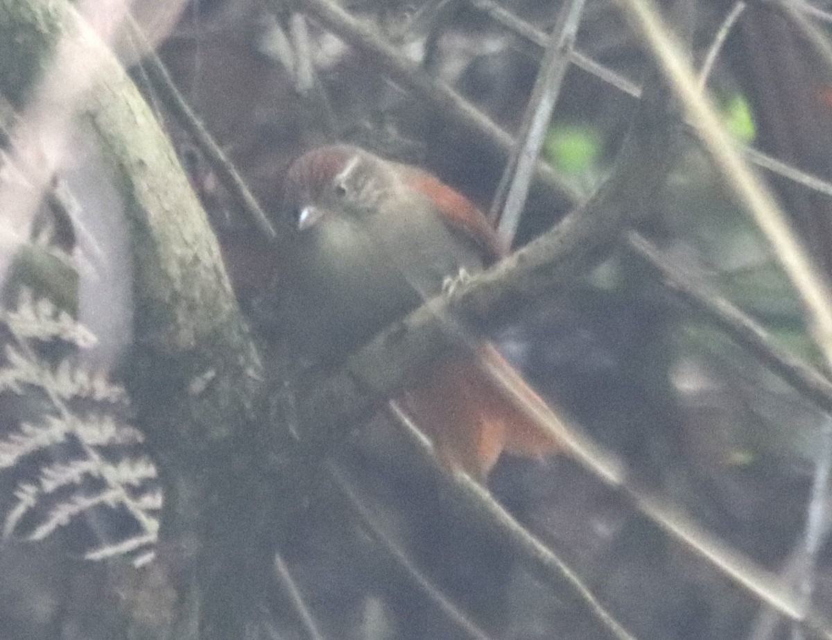 Streak-capped Spinetail - ML638629069
