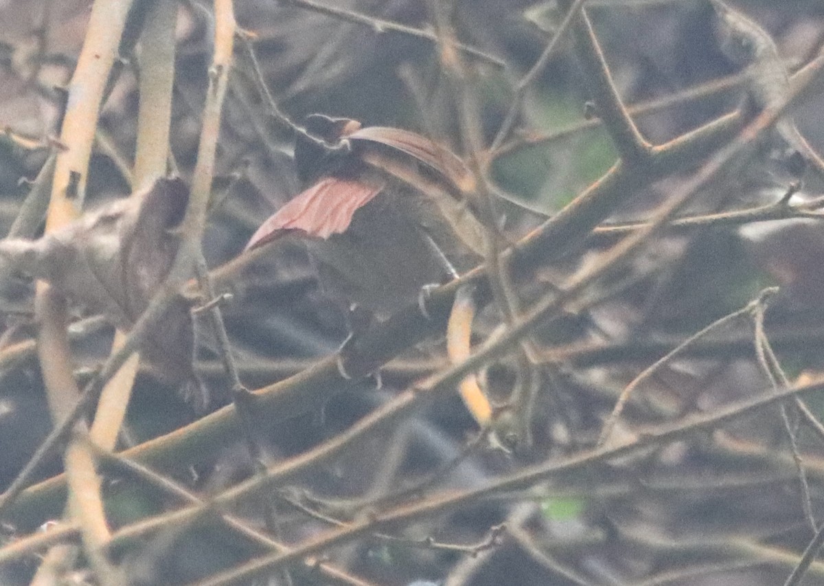 Streak-capped Spinetail - ML638629073