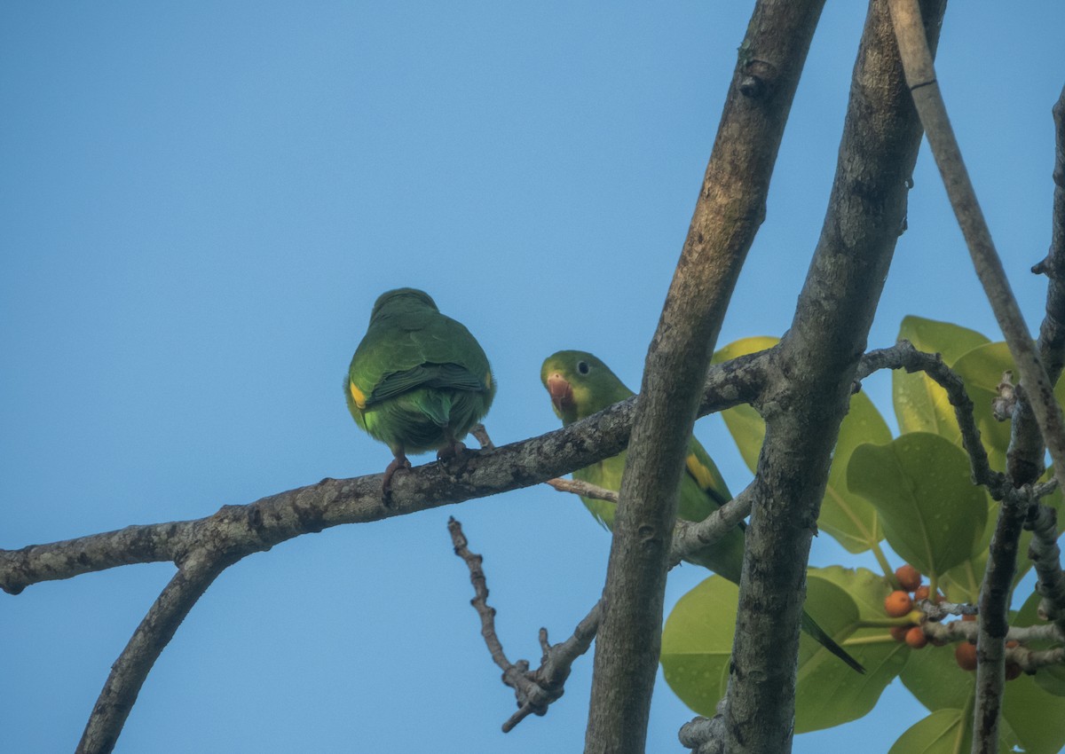 Yellow-chevroned Parakeet - ML638629168