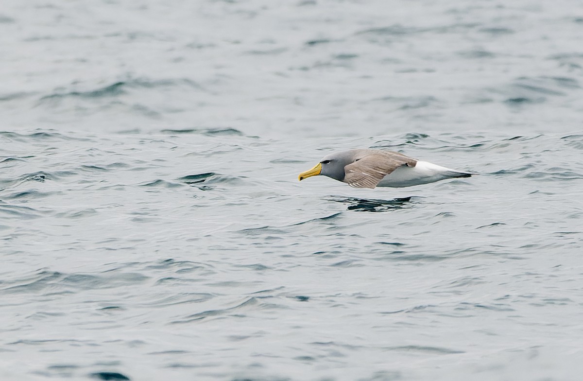 Chatham Albatross - ML638629192
