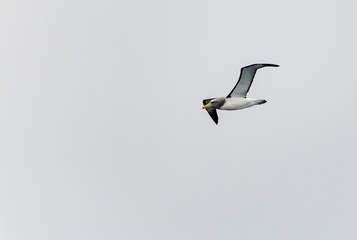 Chatham Albatross - ML638629193