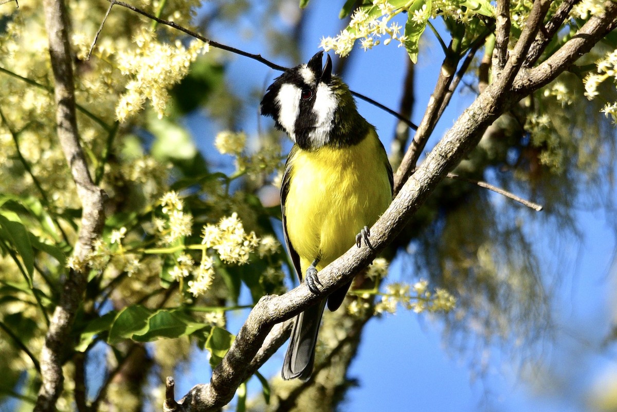 Eastern Shrike-tit - ML638629201