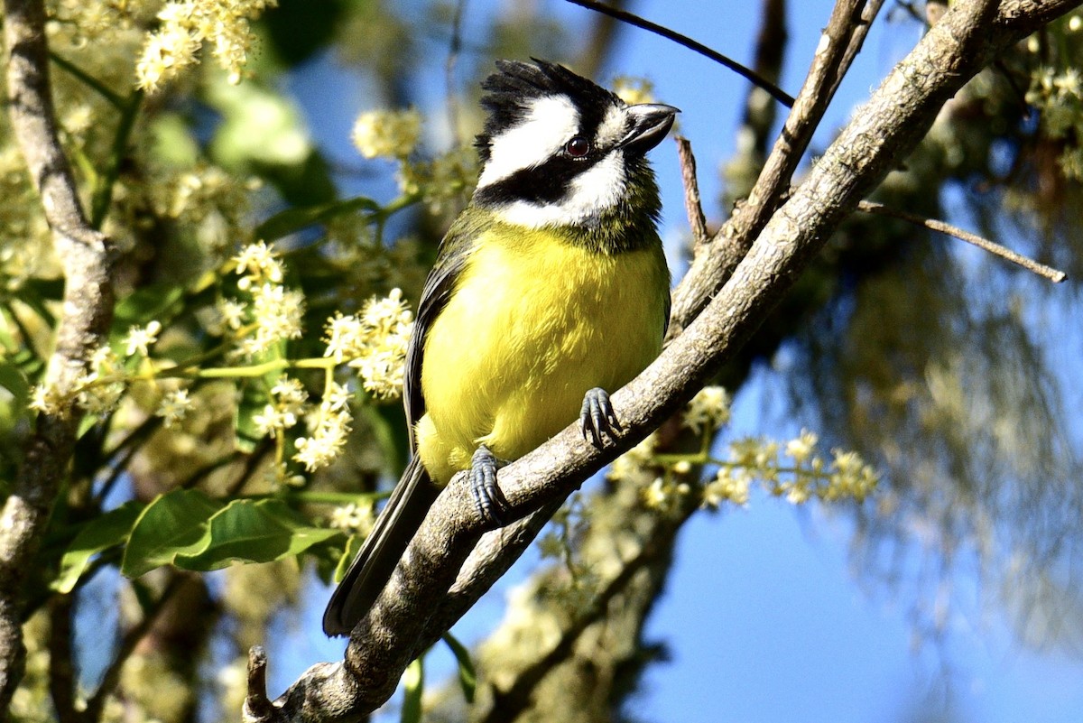 Eastern Shrike-tit - ML638629202