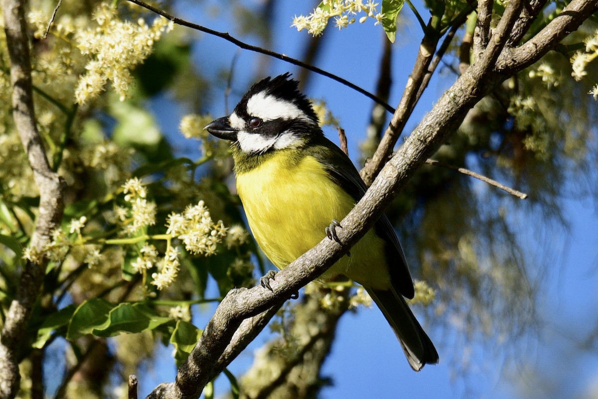 Eastern Shrike-tit - ML638629203