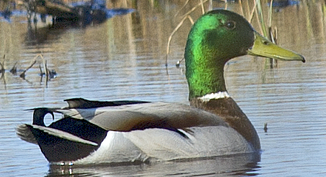 kachna divoká - ML638629288