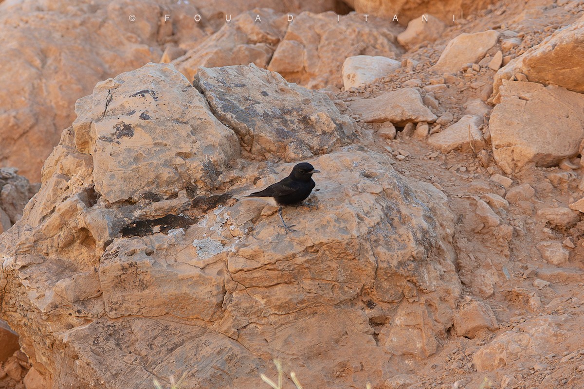 White-crowned Wheatear - ML638629356