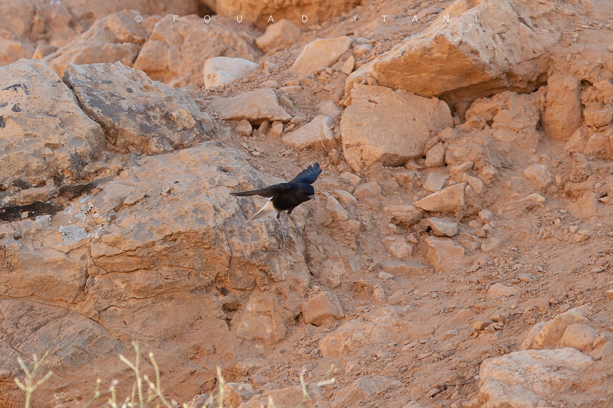 White-crowned Wheatear - ML638629357