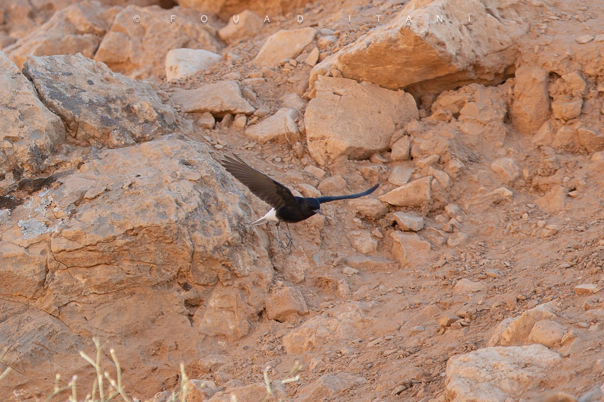 White-crowned Wheatear - ML638629358