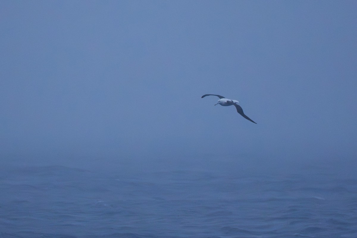 Schwarzflügelalbatros - ML638629374