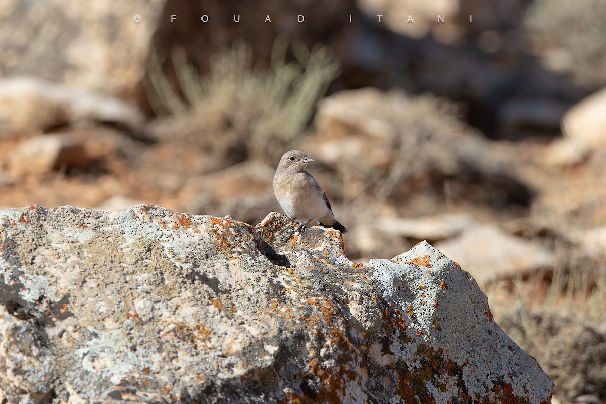 Mourning Wheatear - ML638629425