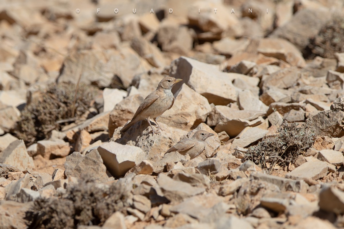 Desert Lark - ML638629435