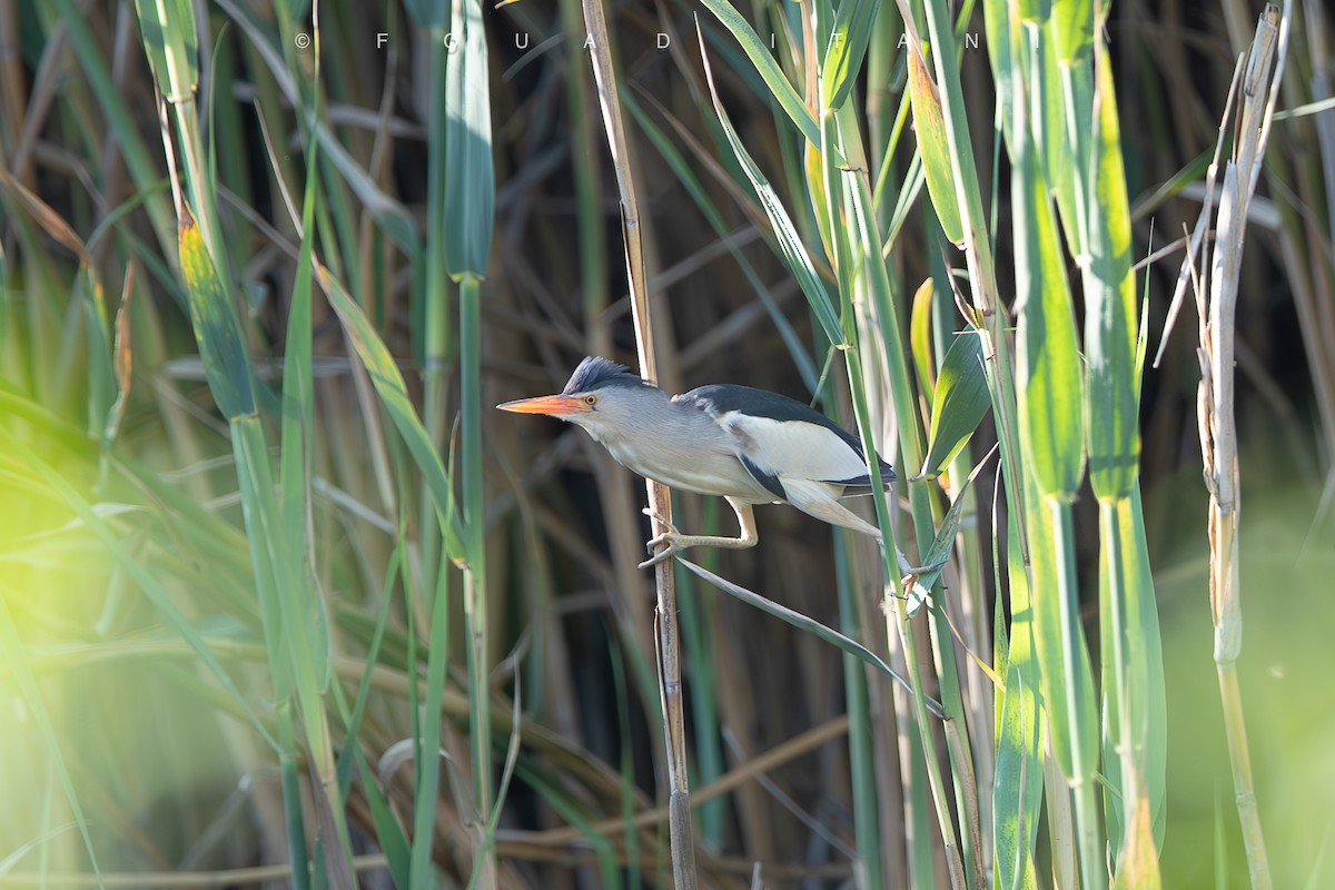 Little Bittern - ML638629469