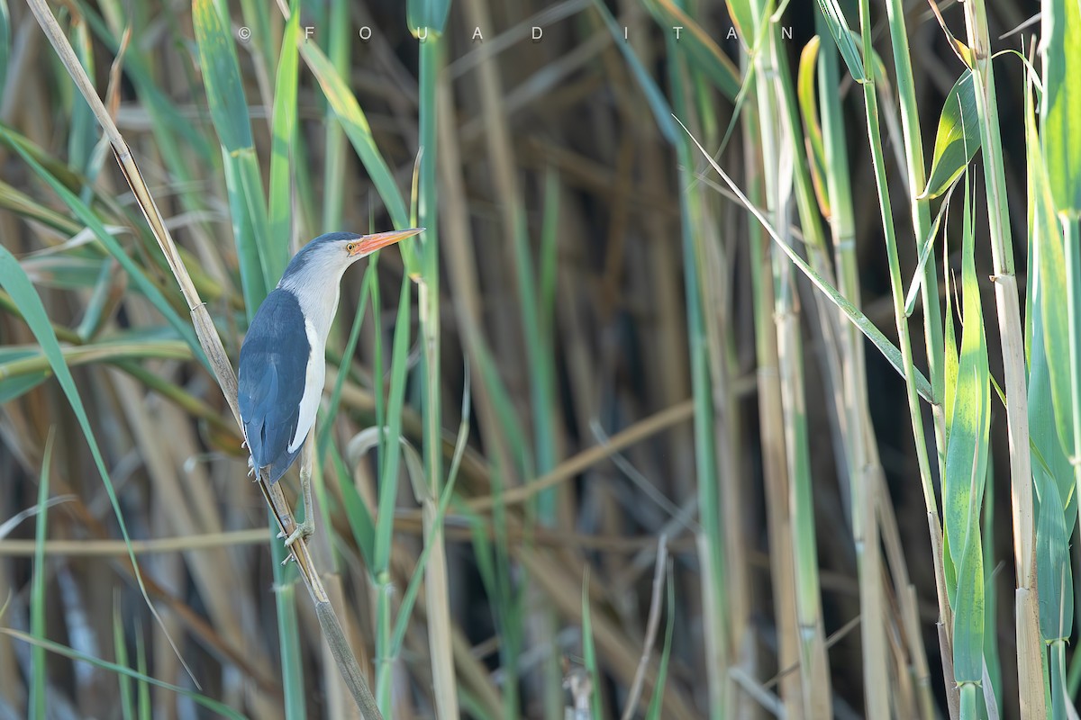 Little Bittern - ML638629470