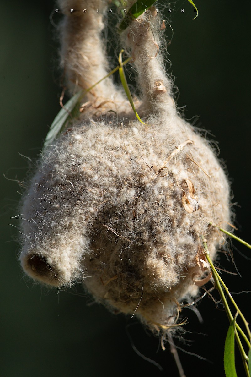 Eurasian Penduline-Tit - ML638629474