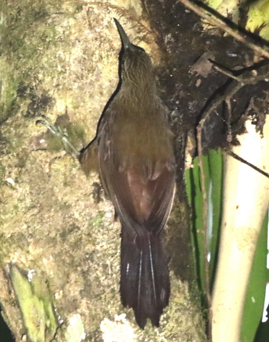 Strong-billed Woodcreeper - ML638629495