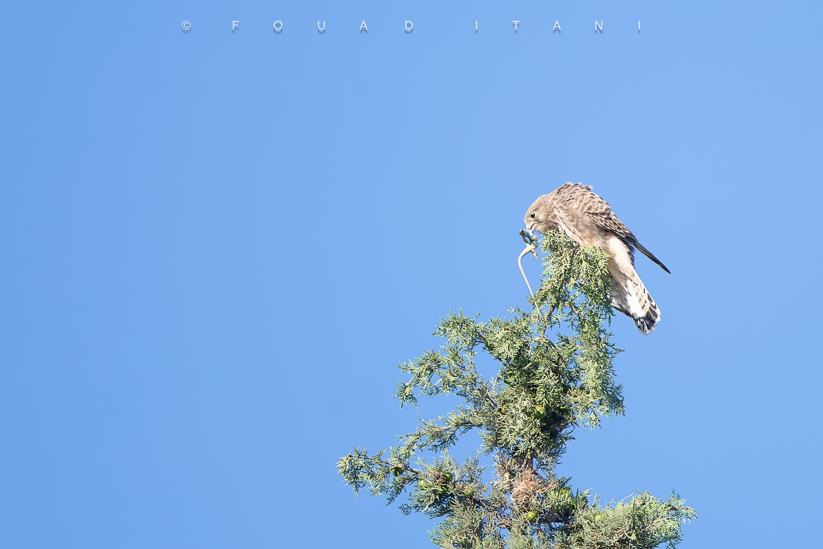 Eurasian Kestrel - ML638629509