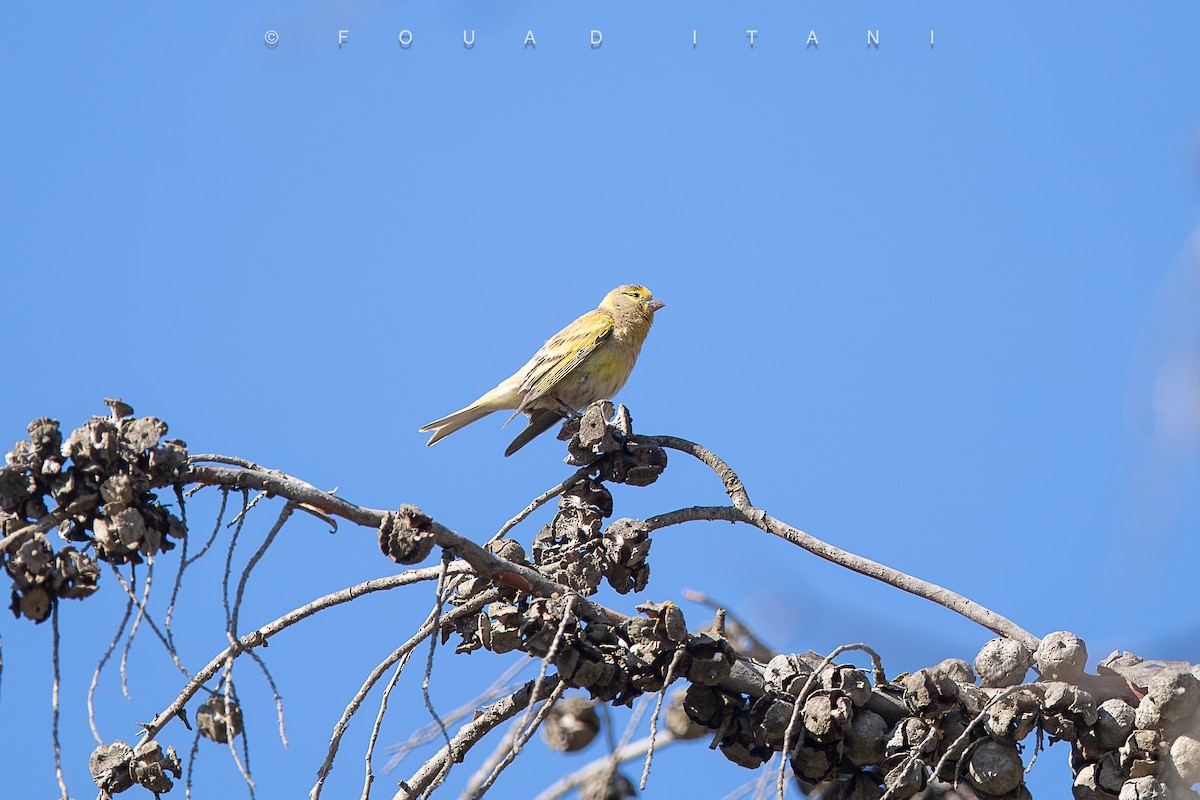 Syrian Serin - ML638629512