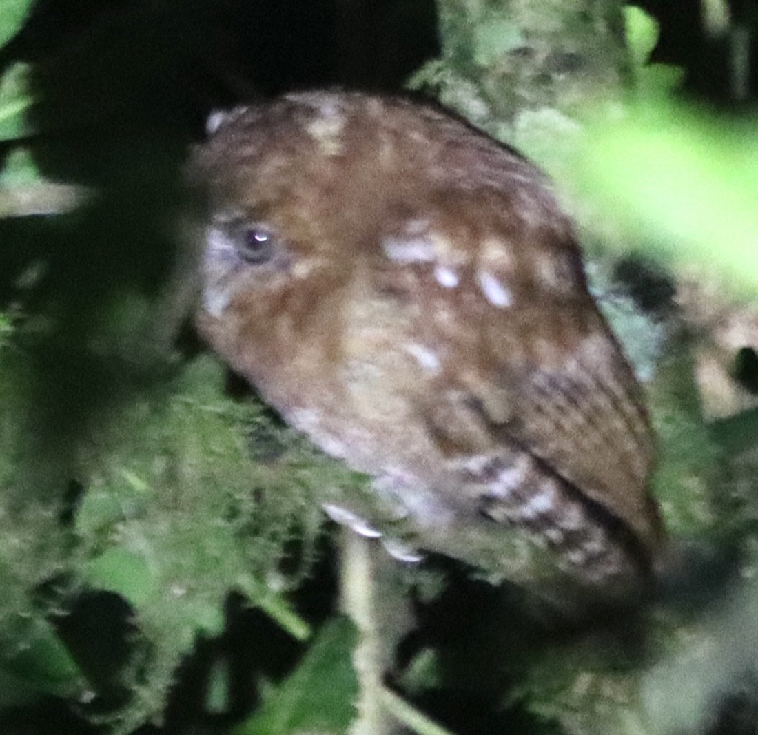 Santa Marta Screech-Owl - ML638629513