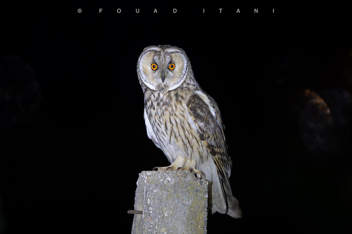 Long-eared Owl - ML638629524