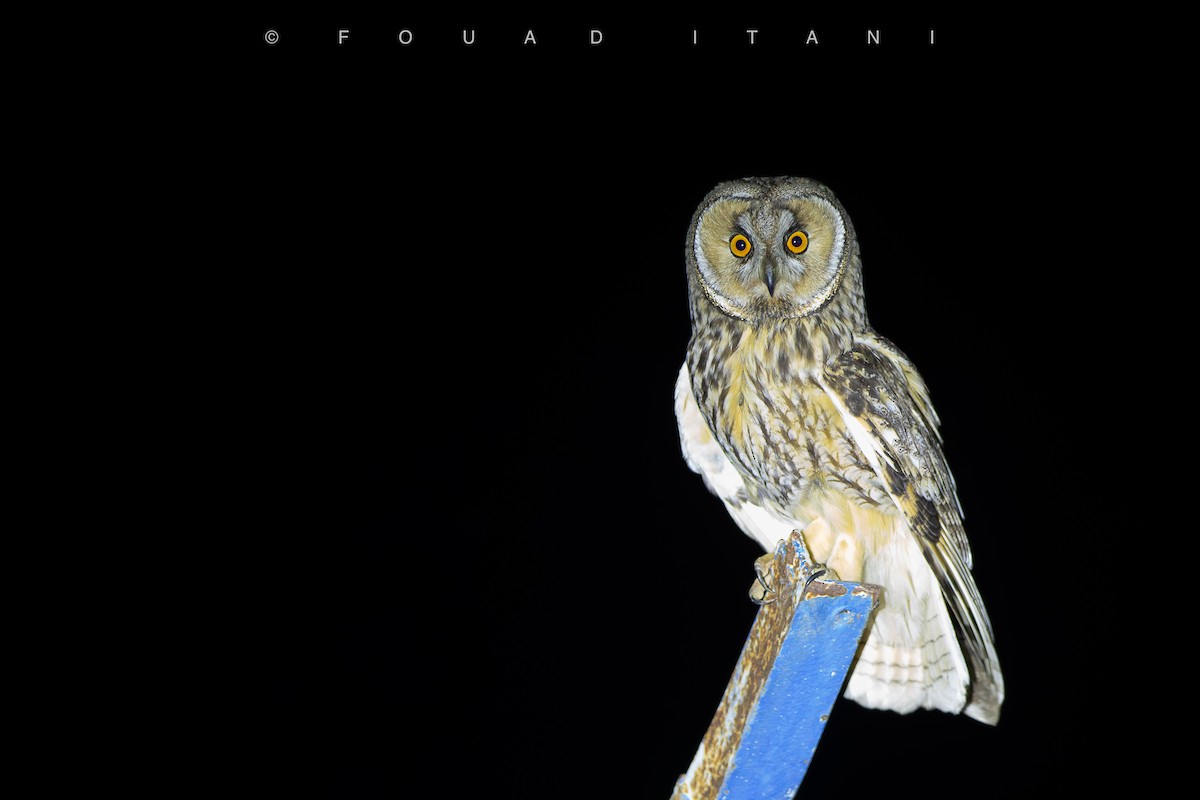 Long-eared Owl - ML638629525
