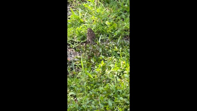 House Sparrow - ML638629529