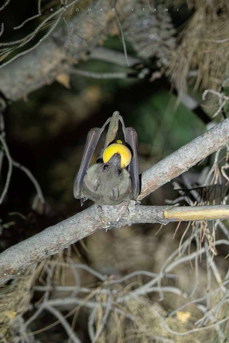 Old World Fruit Bats - ML638629542