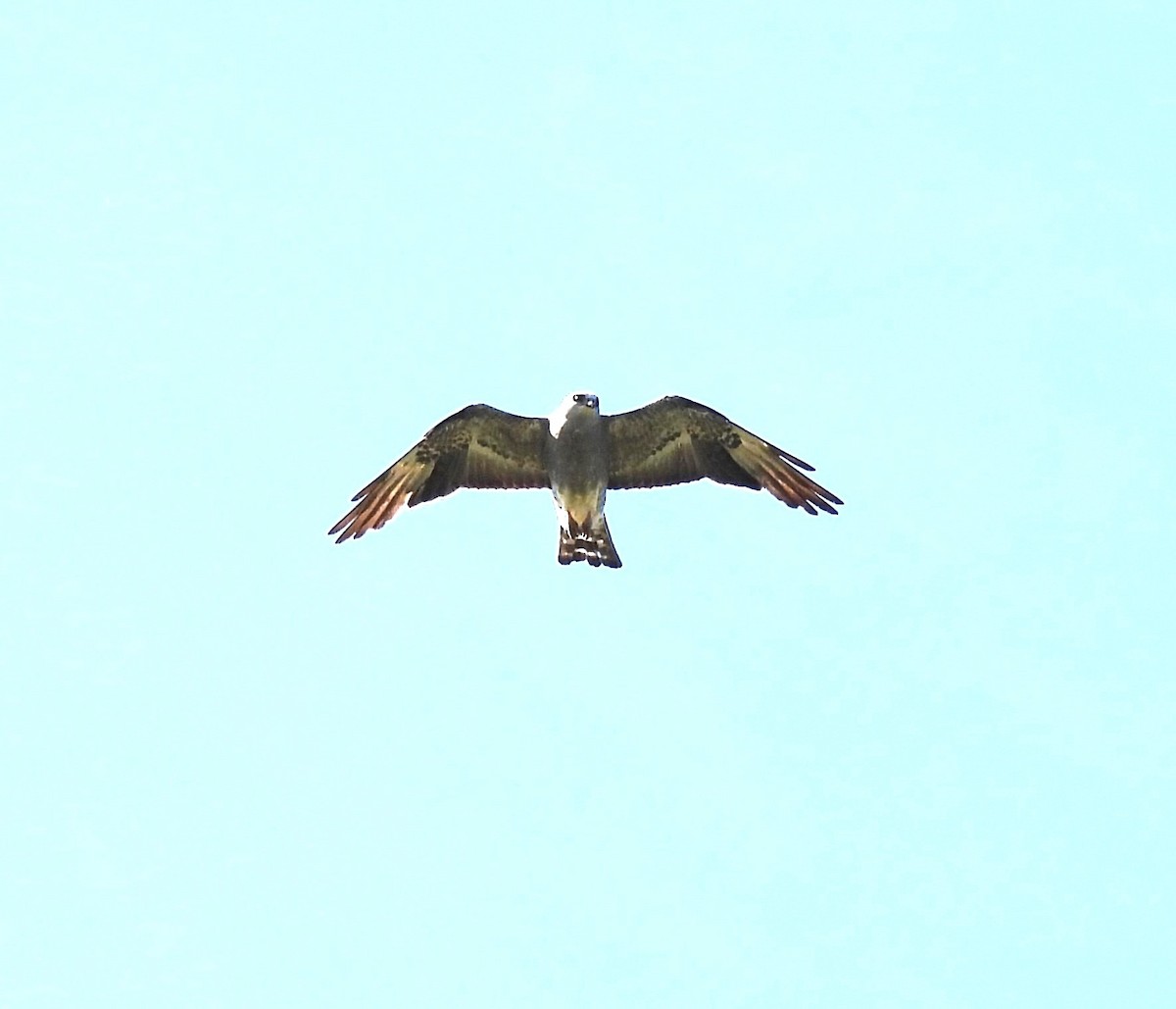 Mississippi Kite - ML638629550