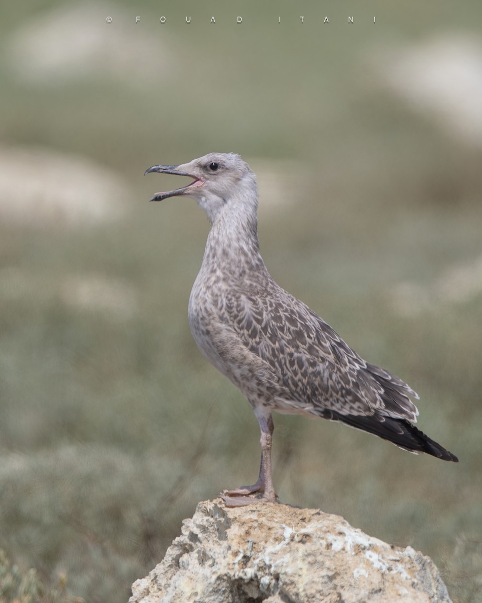 Yellow-legged Gull - ML638629586