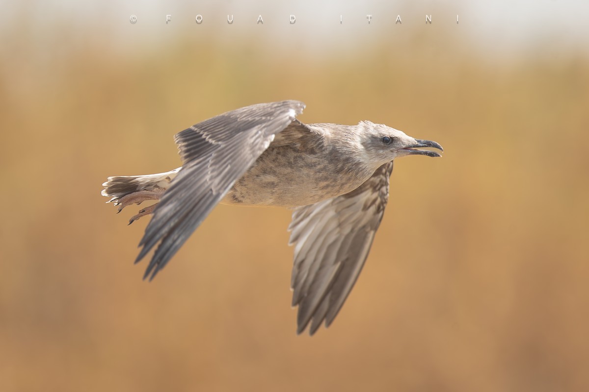 Yellow-legged Gull - ML638629587